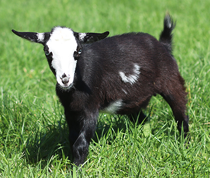 lesperance lucky charm